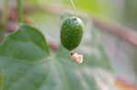 Creeping cucumber